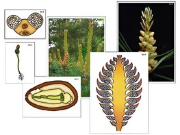 Модель-аппликация "Размножение сосны" (ламинированная) - fgospostavki.ru - Иркутск