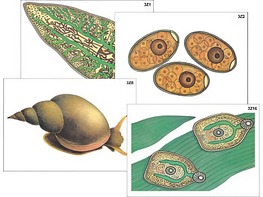 Модель-аппликация "Циклы развития печеночного сосальщика и бычьего цепня" (ламинированная) - fgospostavki.ru - Иркутск