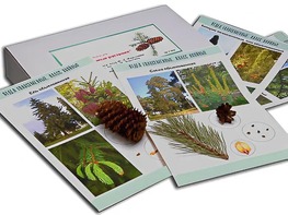 Коллекция "Голосеменные растения" - fgospostavki.ru - Иркутск