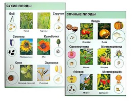 Коллекция "Семена и плоды" - fgospostavki.ru - Иркутск