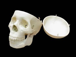 Модель "Череп человека" - fgospostavki.ru - Иркутск