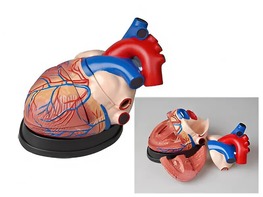 Модель сердца в разрезе (демонстрационная) - fgospostavki.ru - Иркутск