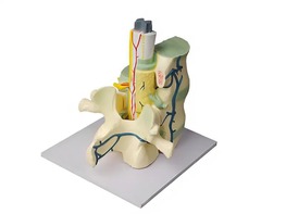 Модель части позвоночника человека - fgospostavki.ru - Иркутск