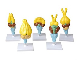 Комплект моделей строения мозга позвоночных - fgospostavki.ru - Иркутск