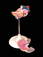 Модель сердца (лабораторная) - fgospostavki.ru - Иркутск