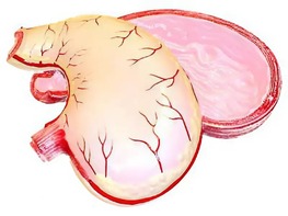Модель желудка в разрезе - fgospostavki.ru - Иркутск