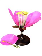 Модель цветка яблони - fgospostavki.ru - Иркутск