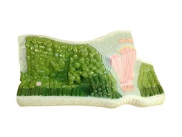 Модель строения листа - fgospostavki.ru - Иркутск