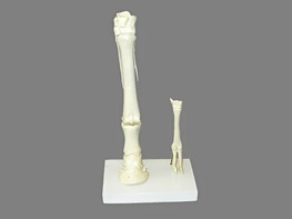 Модель "Скелет конечностей лошади и овцы" (на подставке) - fgospostavki.ru - Иркутск