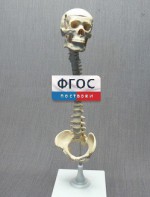 Модель "Позвоночник с черепом и тазом" - fgospostavki.ru - Иркутск