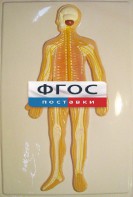 Модель барельефная "Нервная система человека" - fgospostavki.ru - Иркутск