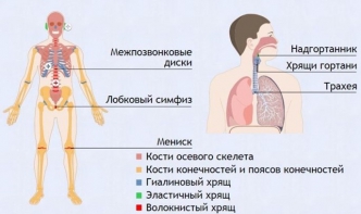 Интерактивные курсы. Биология 9 класс. Базовый. - fgospostavki.ru - Иркутск