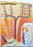 Модель барельефная "Почка" (макро-микростроение) - fgospostavki.ru - Иркутск