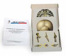 Модель-аппликация "Типы соединения костей" (набор из 7 карт) - fgospostavki.ru - Иркутск