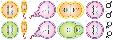 Модель-аппликация Гаметогенез у человека и млекопитающих - fgospostavki.ru - Иркутск