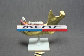 Модель "Челюсть разборная" - fgospostavki.ru - Иркутск