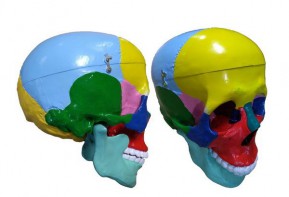 Модель "Череп" (с раскрашенными костями) - fgospostavki.ru - Иркутск