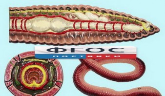 Модель барельефная "Внутреннее строение дождевого червя" - fgospostavki.ru - Иркутск