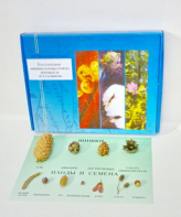 Коллекция "Шишки, плоды, семена деревьев и кустарников" - fgospostavki.ru - Иркутск