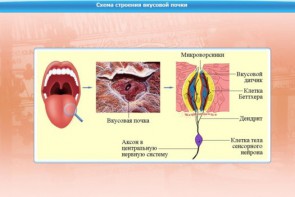 Интерактивные курсы. Биология 10 класс. Базовый. - fgospostavki.ru - Иркутск