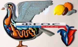 Модель барельефная "Внутреннее строение голубя" - fgospostavki.ru - Иркутск