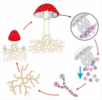 Модель-аппликация Размножение шляпочного гриба - fgospostavki.ru - Иркутск