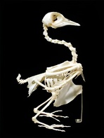 Скелет голубя - fgospostavki.ru - Иркутск