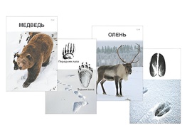 Комплект дидактических карточек "Следы на снегу" - fgospostavki.ru - Иркутск