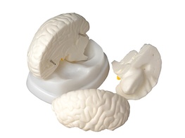 Модель мозга в разрезе - fgospostavki.ru - Иркутск