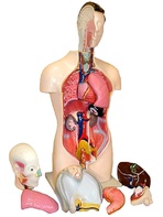 Торс человека разборный (42 см.) - fgospostavki.ru - Иркутск