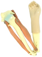 Модель локтевого сустава подвижная - fgospostavki.ru - Иркутск