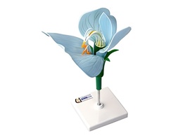 Модель цветка гороха - fgospostavki.ru - Иркутск