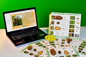 Коллекция натурально-интерактивная "Шишки, плоды, семена деревьев и кустарников" - fgospostavki.ru - Иркутск