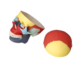 Модель "Череп человека с раскрашенными костями" - fgospostavki.ru - Иркутск