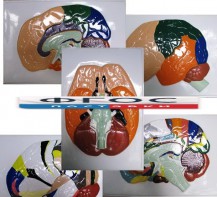 Модель барельефная "Доли, извилины, цитоархитектонические поля головного мозга" (5 планшетов) - fgospostavki.ru - Иркутск