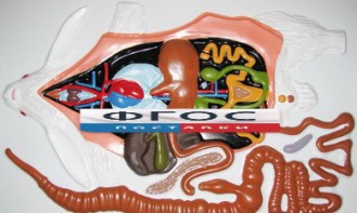 Модель барельефная "Внутреннее строение кролика" - fgospostavki.ru - Иркутск