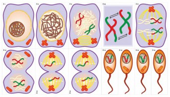 Модель-аппликация Деление клетки. Митоз и мейоз - fgospostavki.ru - Иркутск