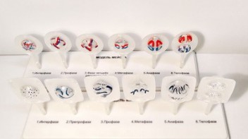 Модель "Митоз и мейоз клетки" - fgospostavki.ru - Иркутск