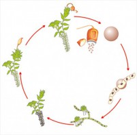 Модель-аппликация Размножение мха - fgospostavki.ru - Иркутск