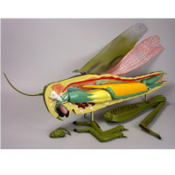 Модель "Кузнечик" - fgospostavki.ru - Иркутск