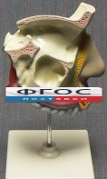 Модель "Разрез носоглотки" - fgospostavki.ru - Иркутск