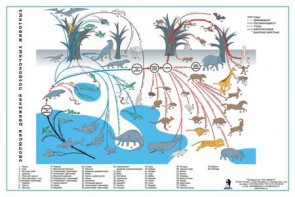 Комплект таблиц "Эволюция движений позвоночных животных" - fgospostavki.ru - Иркутск