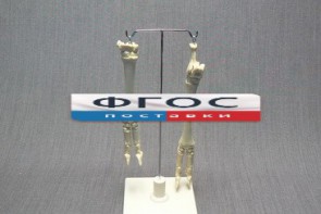 Скелет конечности овцы (передняя и задняя) на подставке - fgospostavki.ru - Иркутск