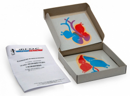 Модель-аппликация "Этапы эволюции сердца у позвоночных" (набор из 4 карт) - fgospostavki.ru - Иркутск