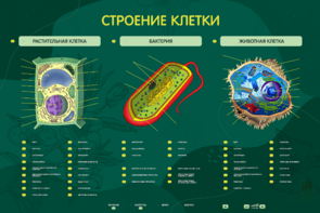 Электрифицированный стенд "Строение клетки" с маркерными полями - fgospostavki.ru - Иркутск