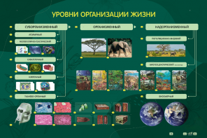 Электрифицированный стенд "Уровни организации жизни" - fgospostavki.ru - Иркутск