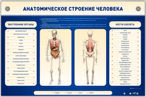 Электрифицированный стенд-тренажер c макетом скелета "Анатомическое строение человека" - fgospostavki.ru - Иркутск