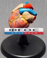 Модель "Сердце" (лабораторная) - fgospostavki.ru - Иркутск