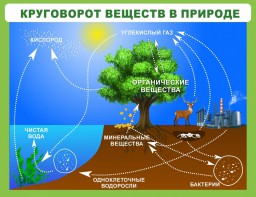 Стенд "Круговорот веществ" - fgospostavki.ru - Иркутск