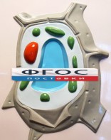Модель барельефная "Растительная клетка" - fgospostavki.ru - Иркутск